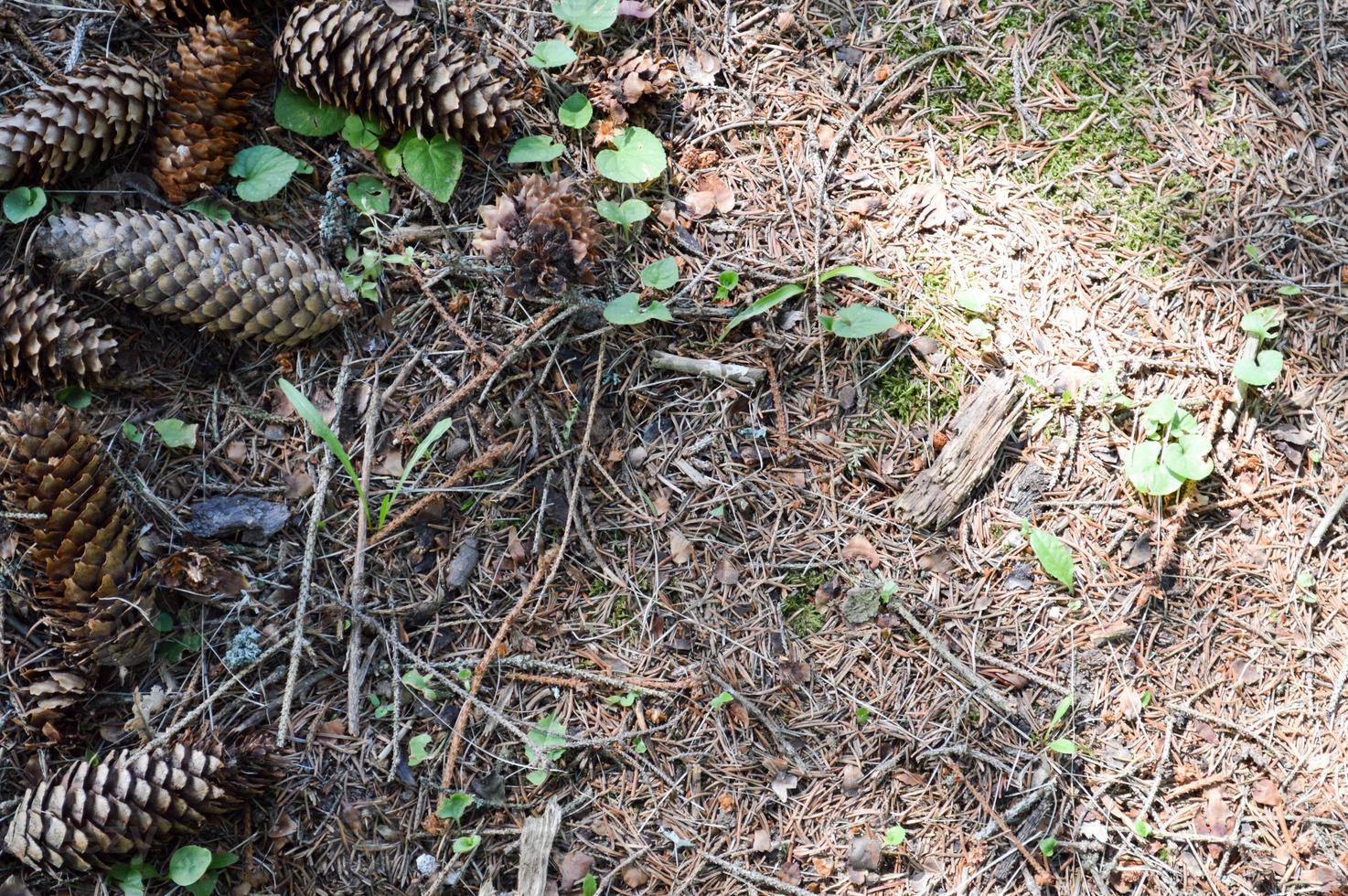 Natural fallen brown spruce fir and pine cones on the ground grass in the forest with sprigs of needles and copy space. Background, texture photo