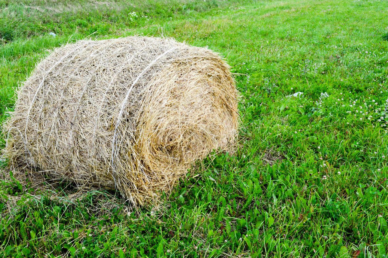 The texture of a round natural dried dry haystack of straw is a dry grass in a village on a farm against a blue sky with clouds. Harvesting of animal feed. The background photo