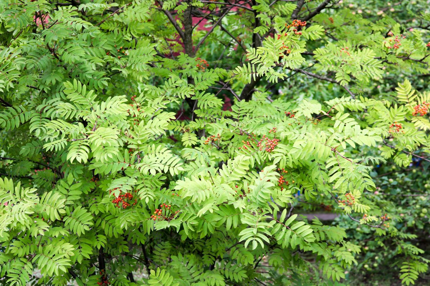 Texture of green carved leaves of bush plant of red ashberry with berries. The background photo