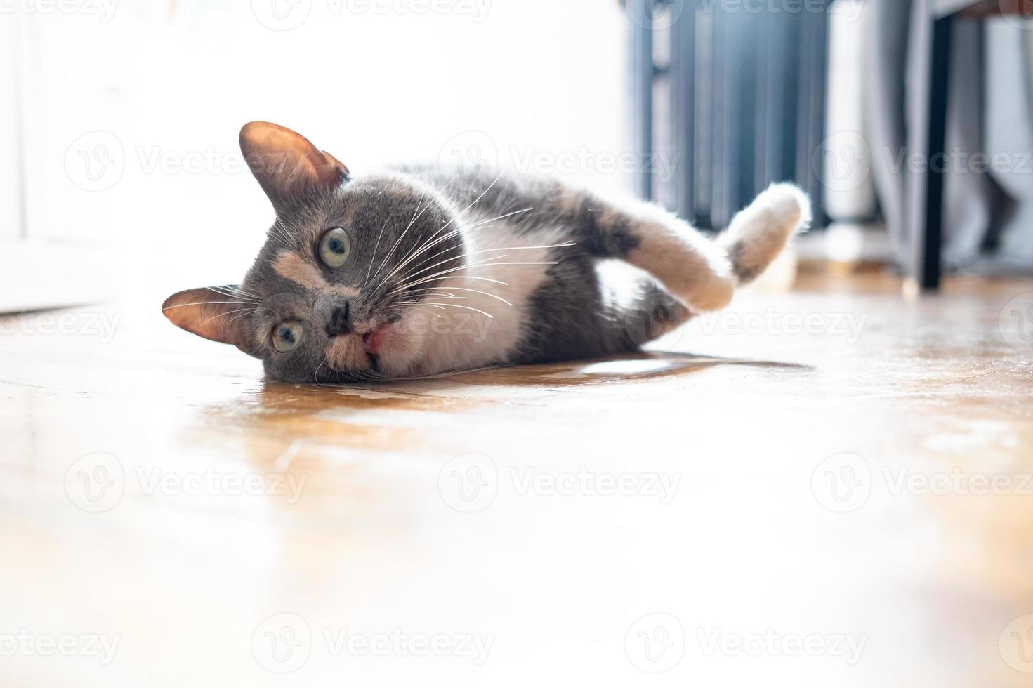 Cat overheated on the street on a hot summer day and lay down on the parquet in the house, with a strange expression on its muzzle. photo