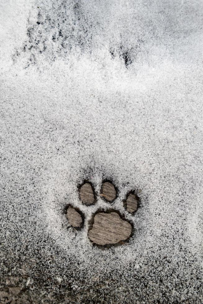 Perfect cats paw footprint in the snow on a wooden texture. Copy space. photo