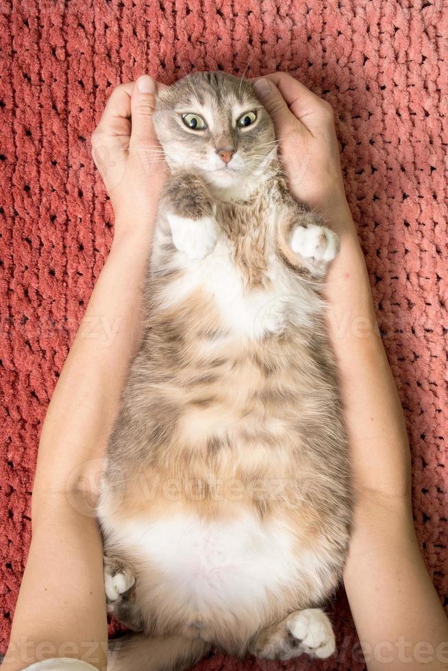 lindo gato gordo tirado en la alfombra en los brazos del dueño de las manos y miradas ansiosas. foto
