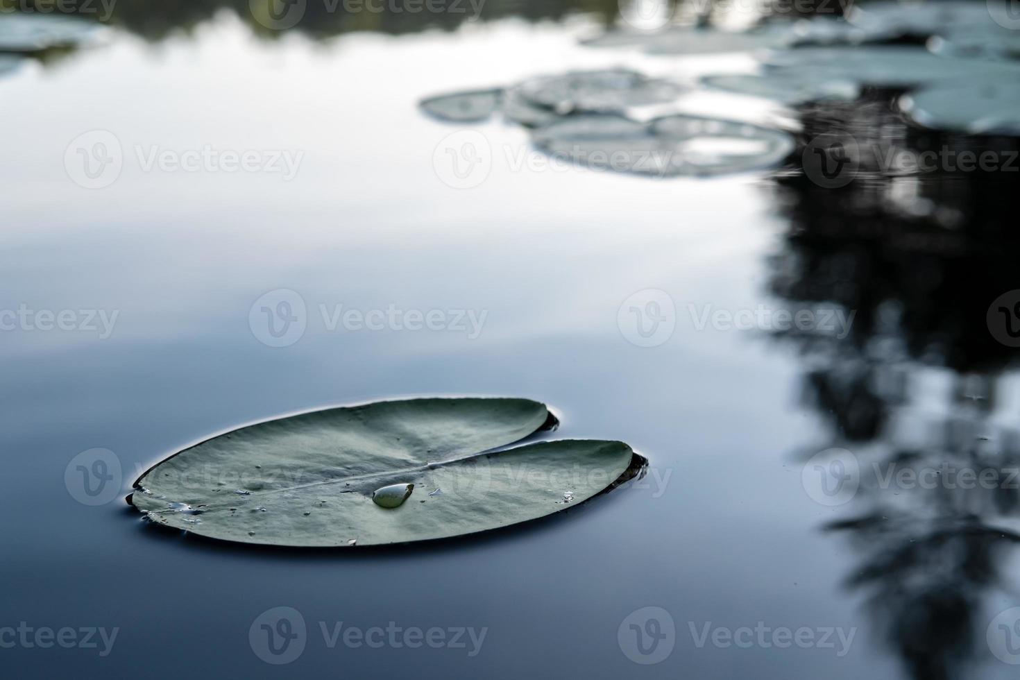 hojas verdes planta acuática flotante, lirio de agua nymphaea alba en un lago limpio y tranquilo del bosque. foto