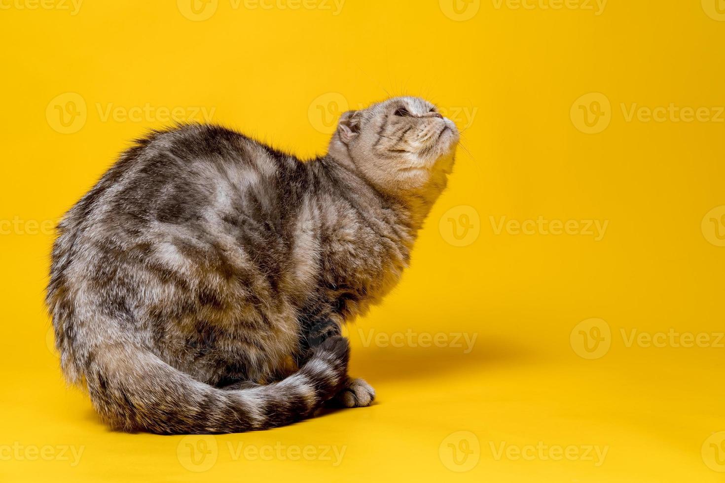 Frightened Scottish Fold cat looks up. Copy space. Yellow background. photo