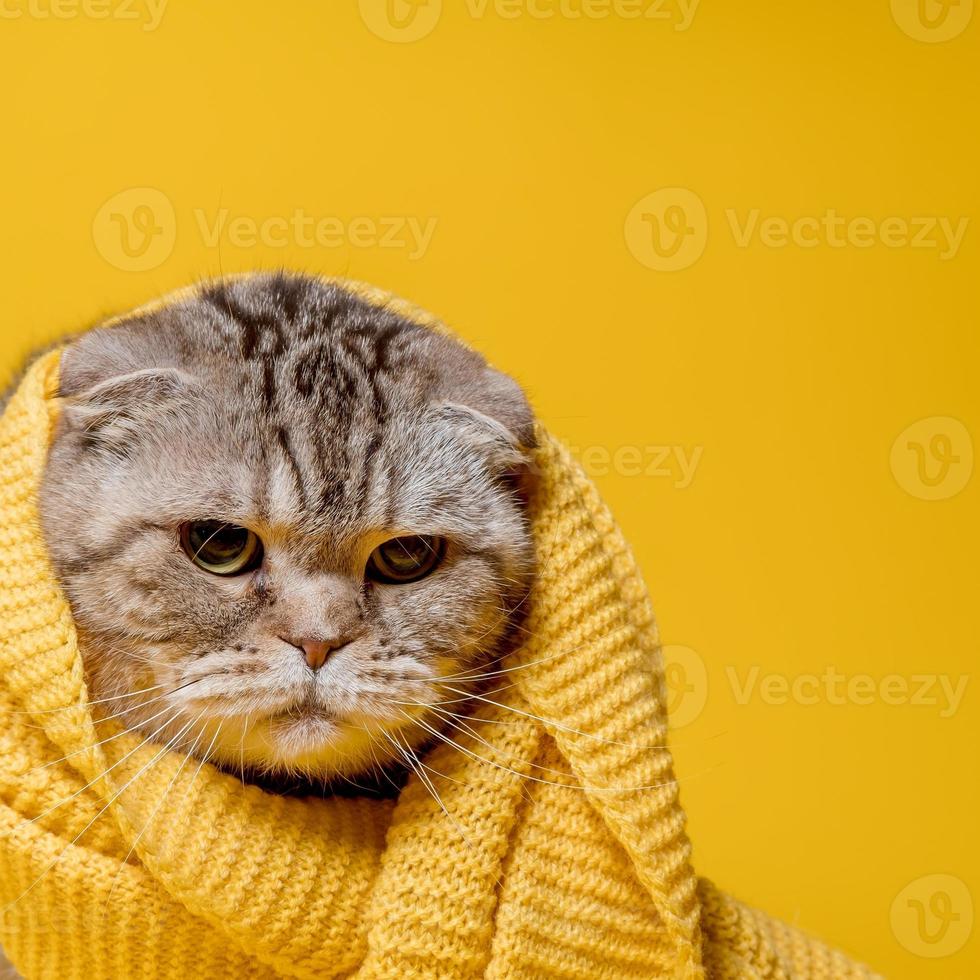 Offended Scottish Fold cat in a yellow scarf, looks sad, on a bright background. Copy space. photo