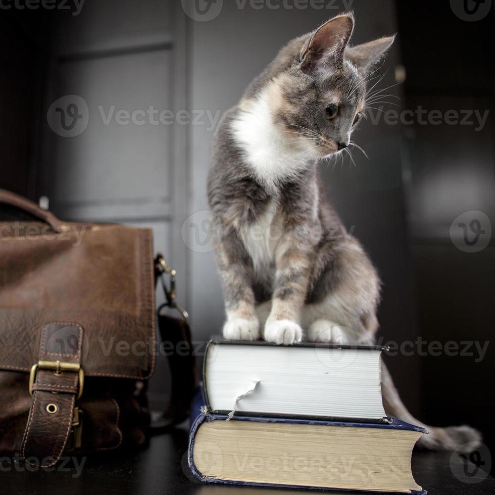 un gato gracioso y curioso se sienta en los libros, junto a él hay un viejo maletín de cuero, contra el fondo de un negro. concepto de educación foto