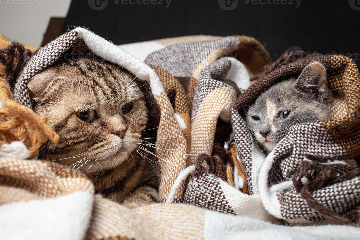 Funny Scottish Fold cat and mestizo kitten are hiding in a plaid blanket. photo