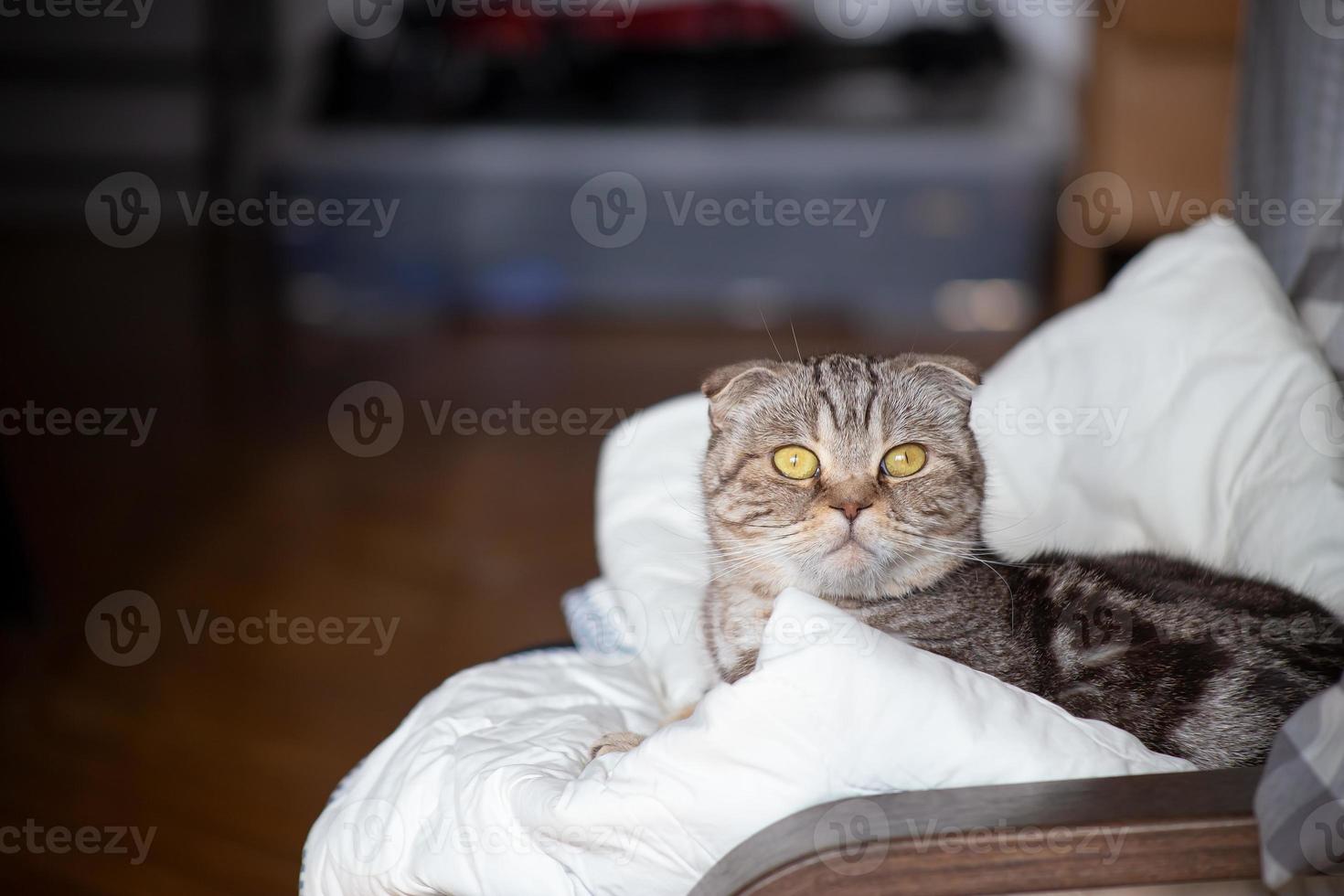 Surprised Scottish Fold cat lies on an armchair and looks interestedly at the camera, against a blurry background. photo