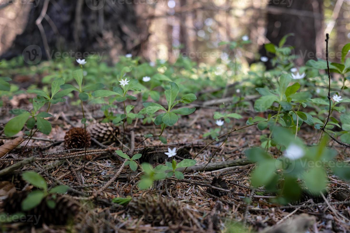 pequeñas flores blancas en el bosque, entre los árboles. foto