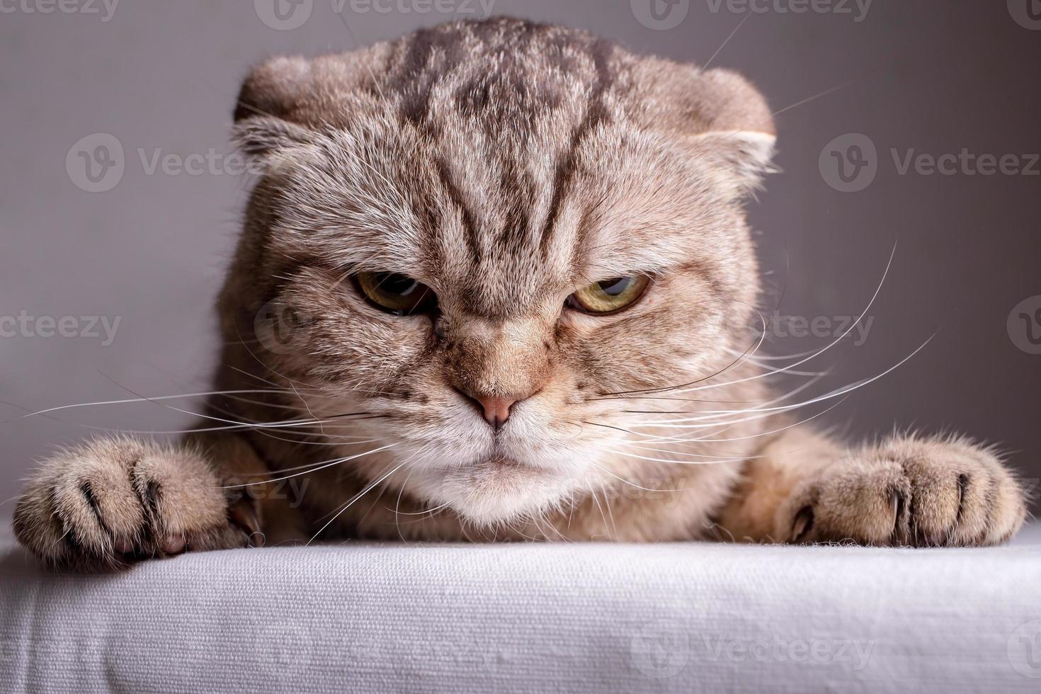 Dissatisfied Scottish Fold cat is on the table and angrily looks at the camera. Close-up. photo