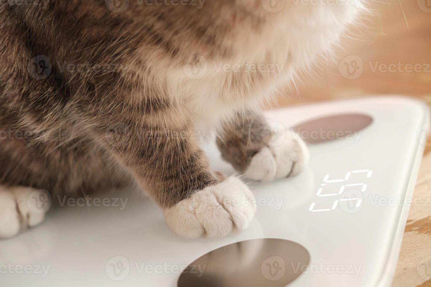 Cat paws stand on smart scales that makes bioelectric impedance analysis, BIA, body fat measurement. Curious pets. photo