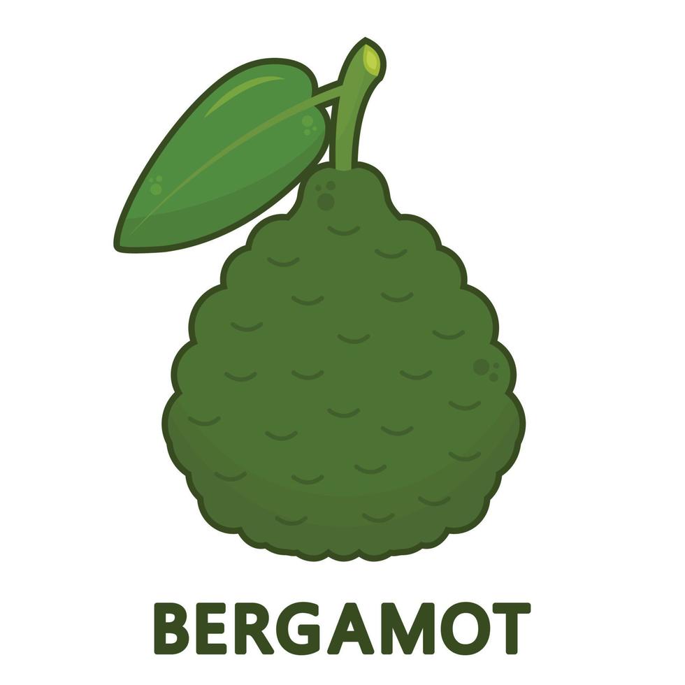 Bergamot vector. wallpaper. free space for text. copy space. logo design. Bergamot symbol. sign. vector