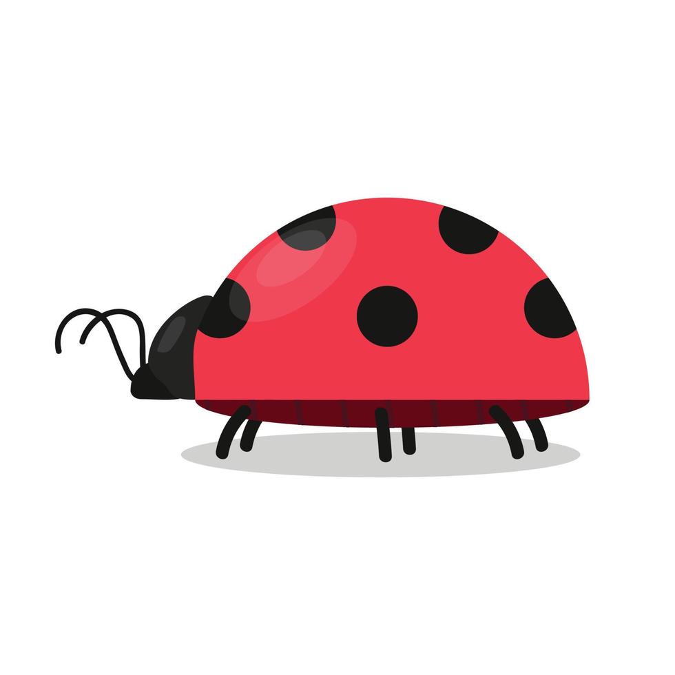 Ladybug vector. ladybug on white background. wallpaper. symbol. vector
