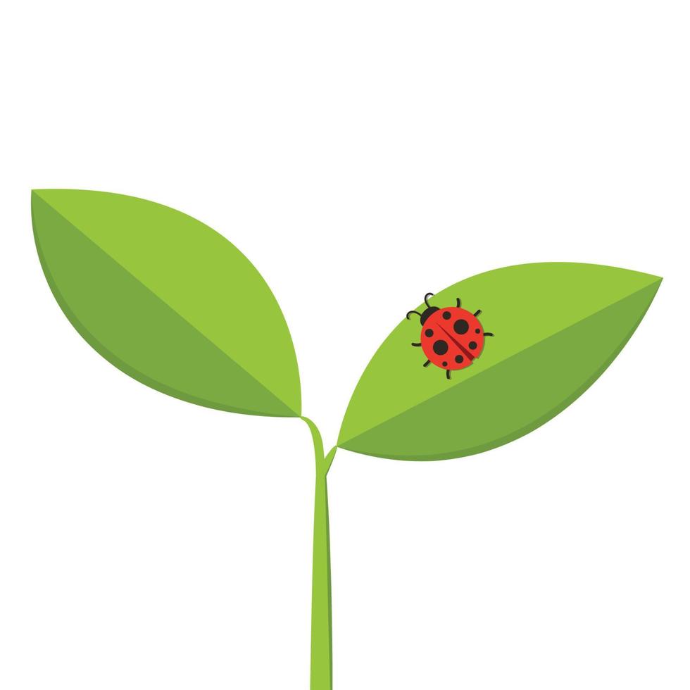 Ladybug on leaf. wallpaper. free space for text. background. symbol. ladybug on white background. vector