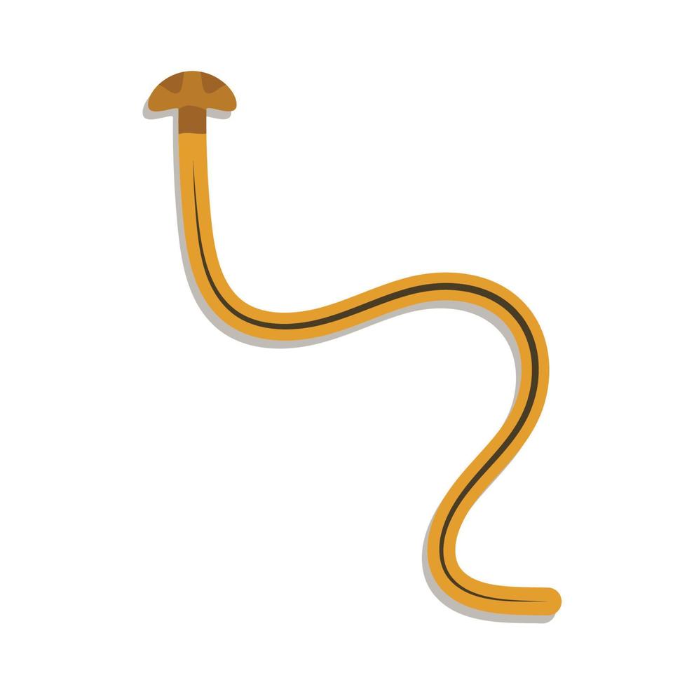 Hammerhead Worm. Hammerhead Worm vector. Hammerhead Worm on white background. vector