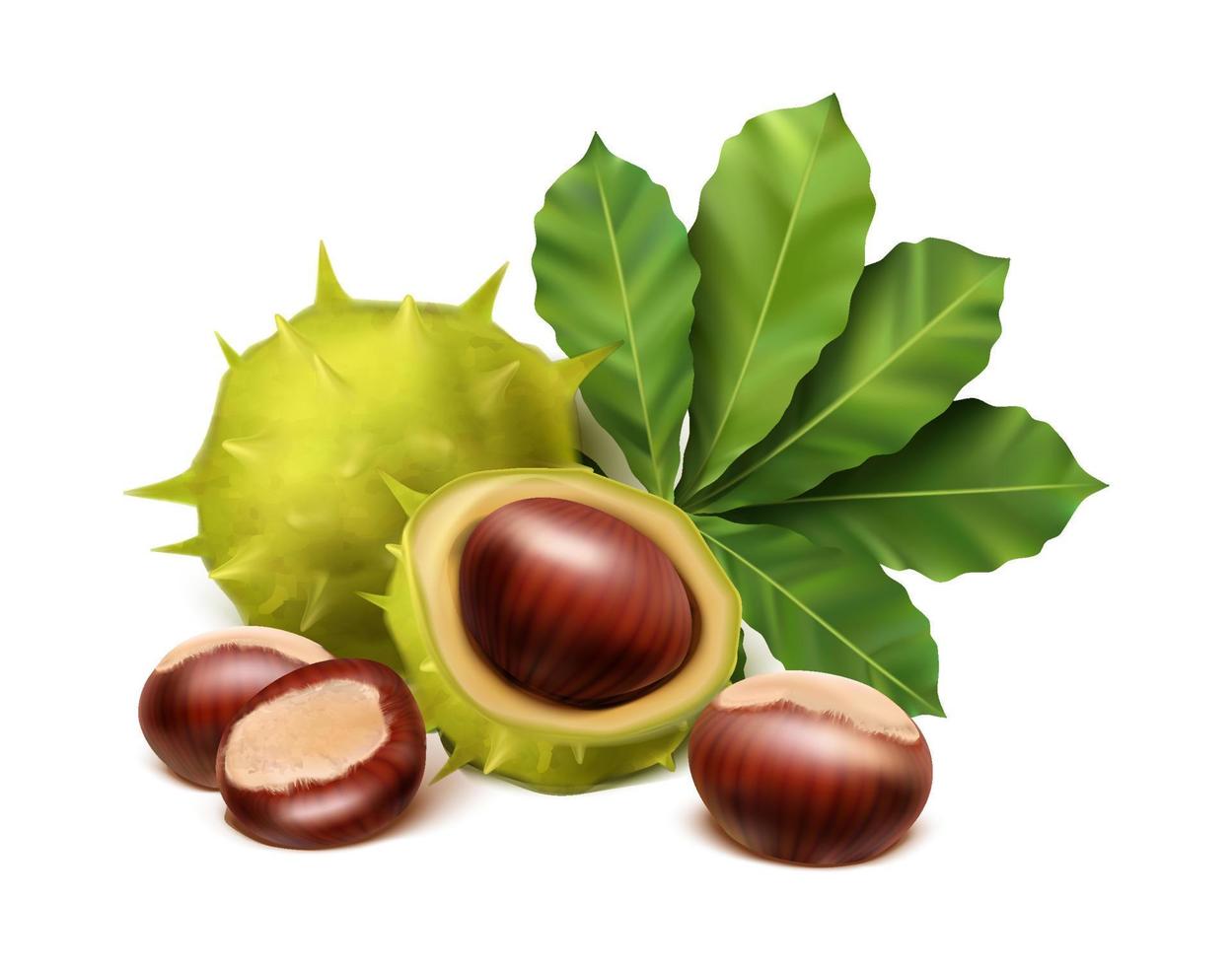 3d realistic vector icon. Chestnut with leaves and spiky shell. Isolated on white background.