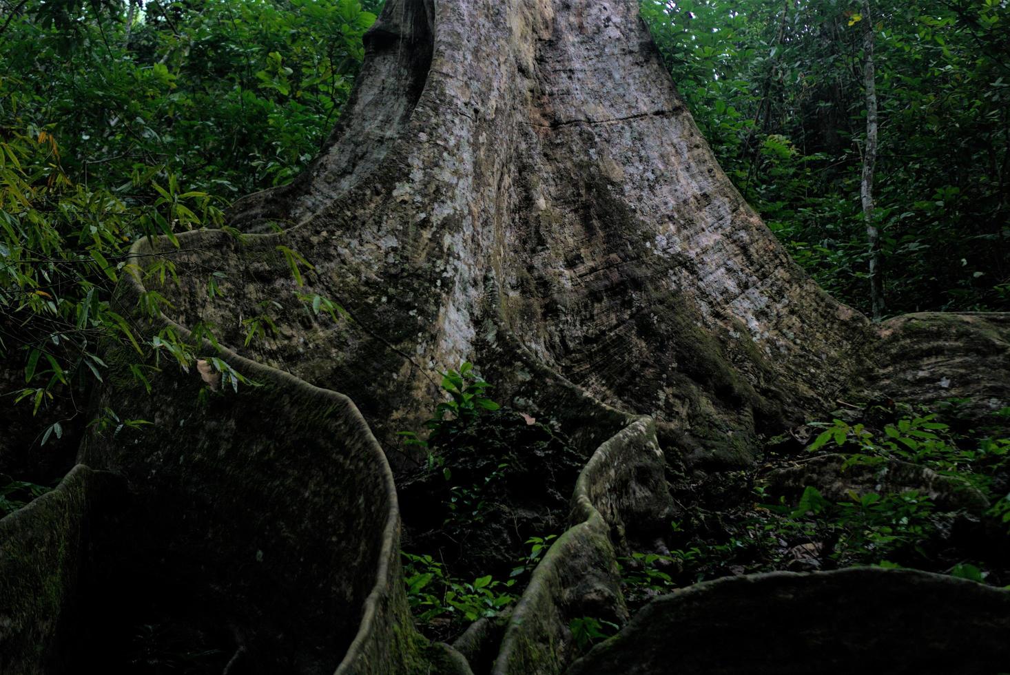 national park tree photo
