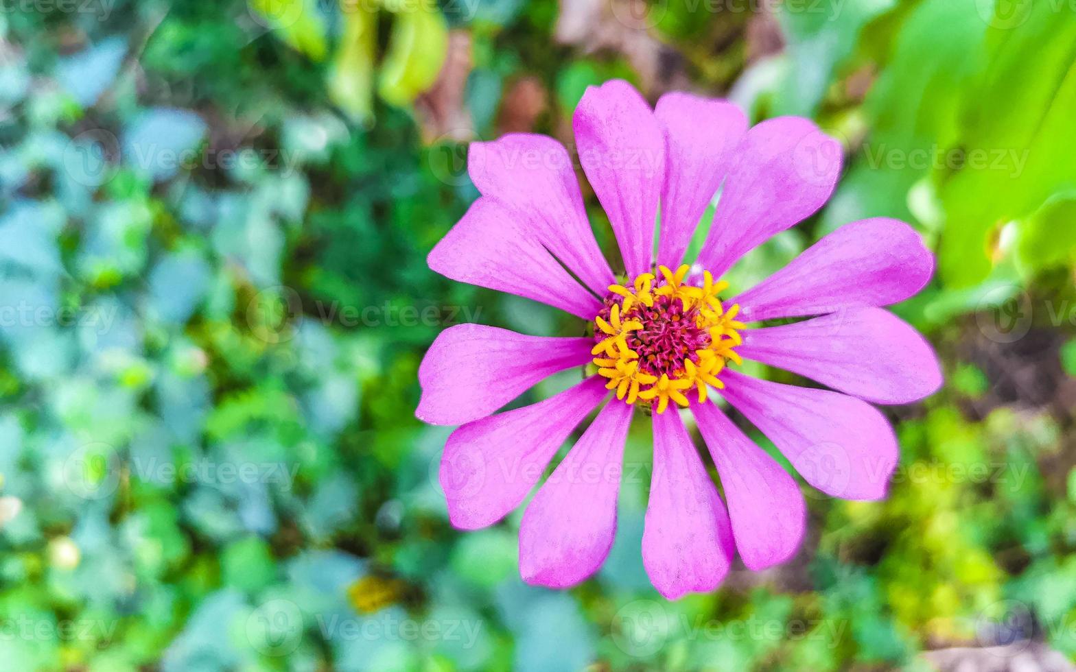 Purple pink red flowers and plants in tropical forest nature Mexico. photo