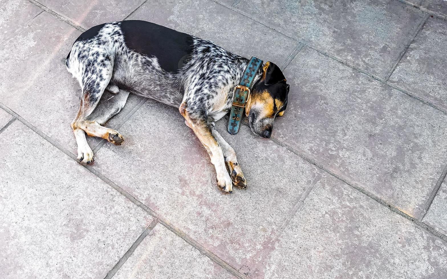 perro callejero duerme y se relaja en la calle en méxico. foto