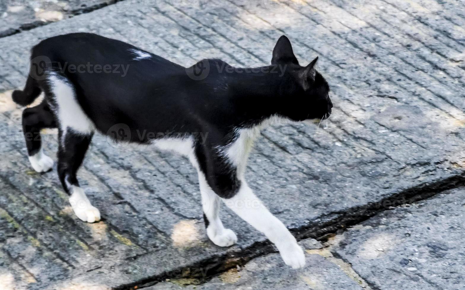 Black white stray cat in locality in Puerto Escondido Mexico. photo