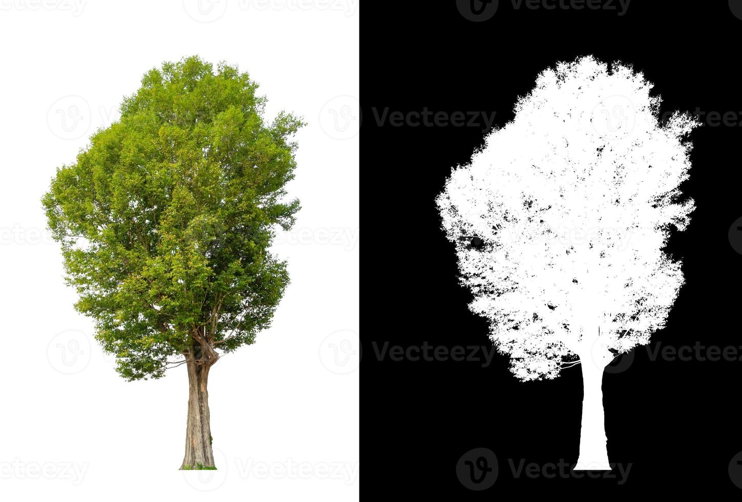 single tree with clipping path and alpha channel on black background photo