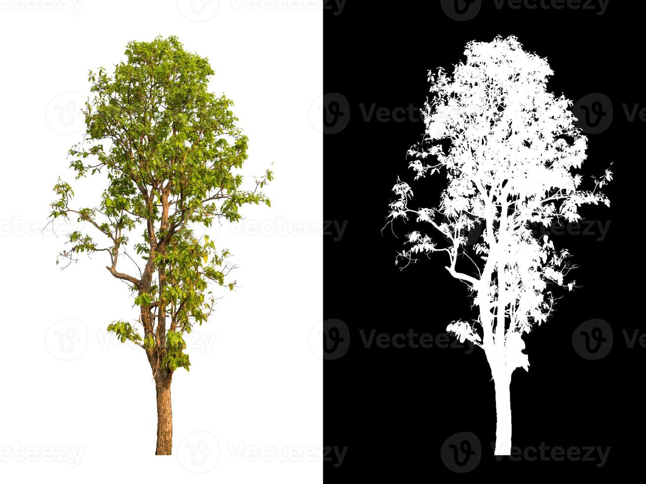 single tree with clipping path and alpha channel on black background photo