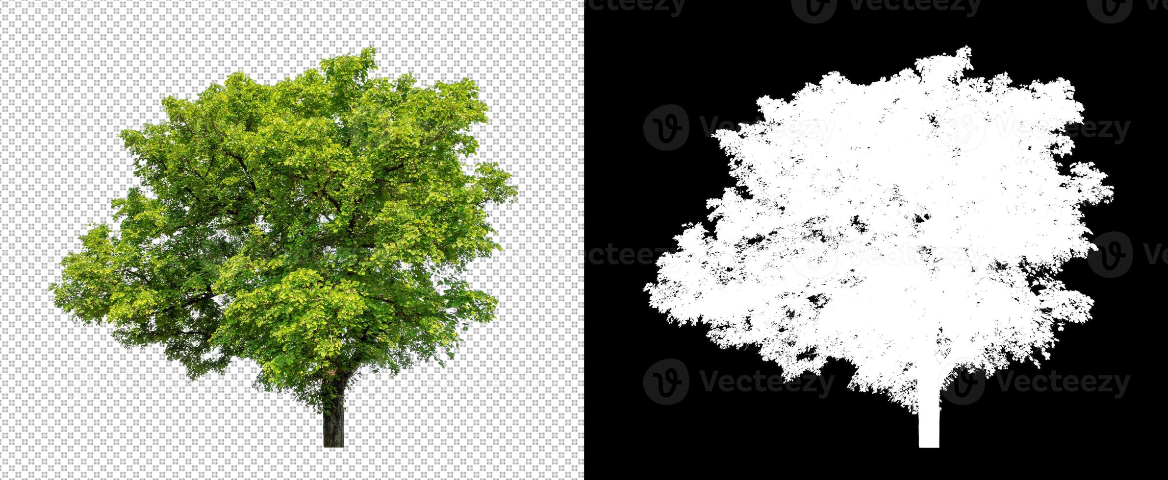 Tree on transparent picture background with clipping path, single tree with clipping path and alpha channel on black background photo