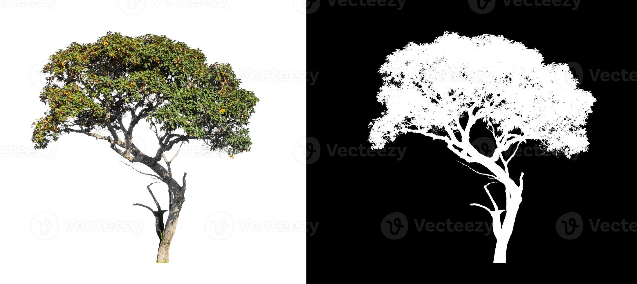 single tree with clipping path and alpha channel on black background photo