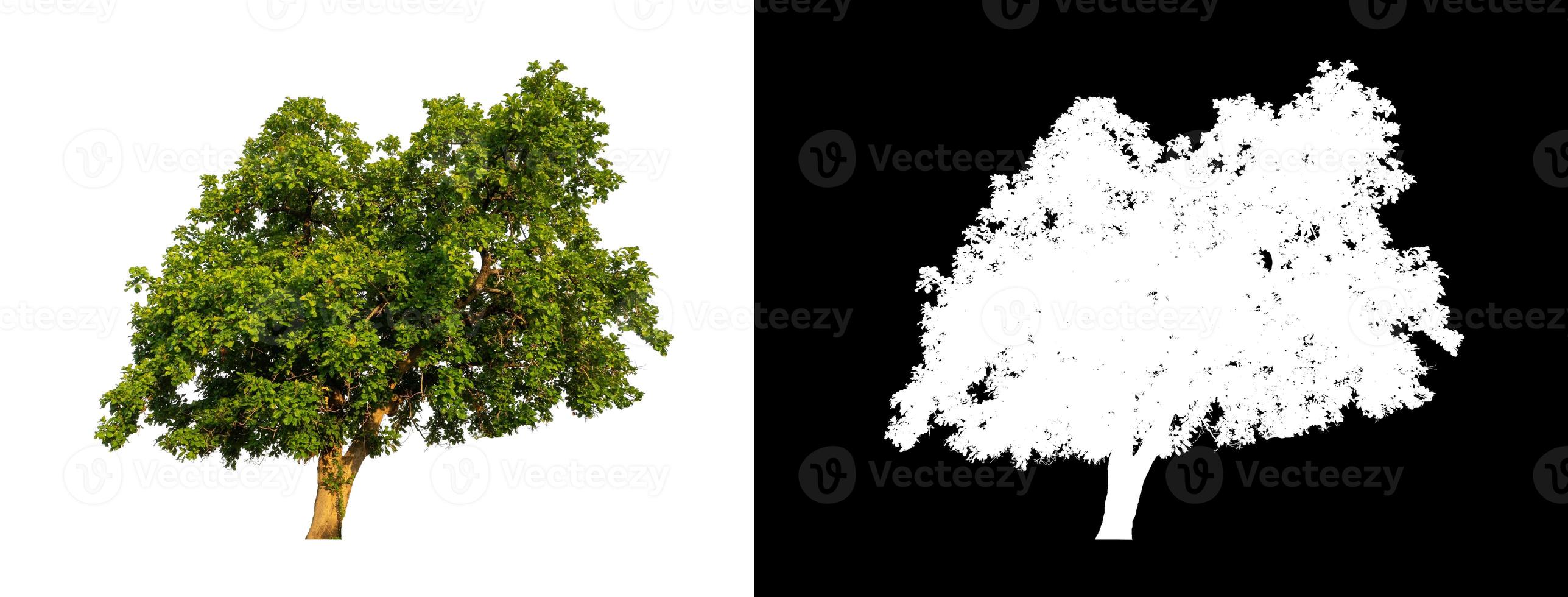 single tree with clipping path and alpha channel on black background photo