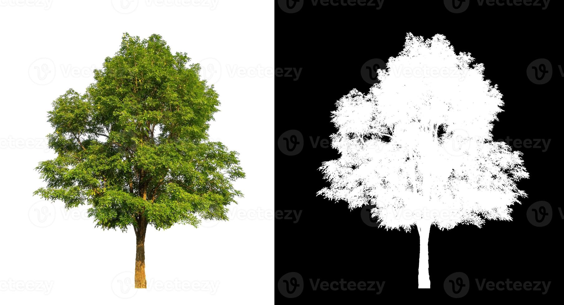 single tree with clipping path and alpha channel on black background photo