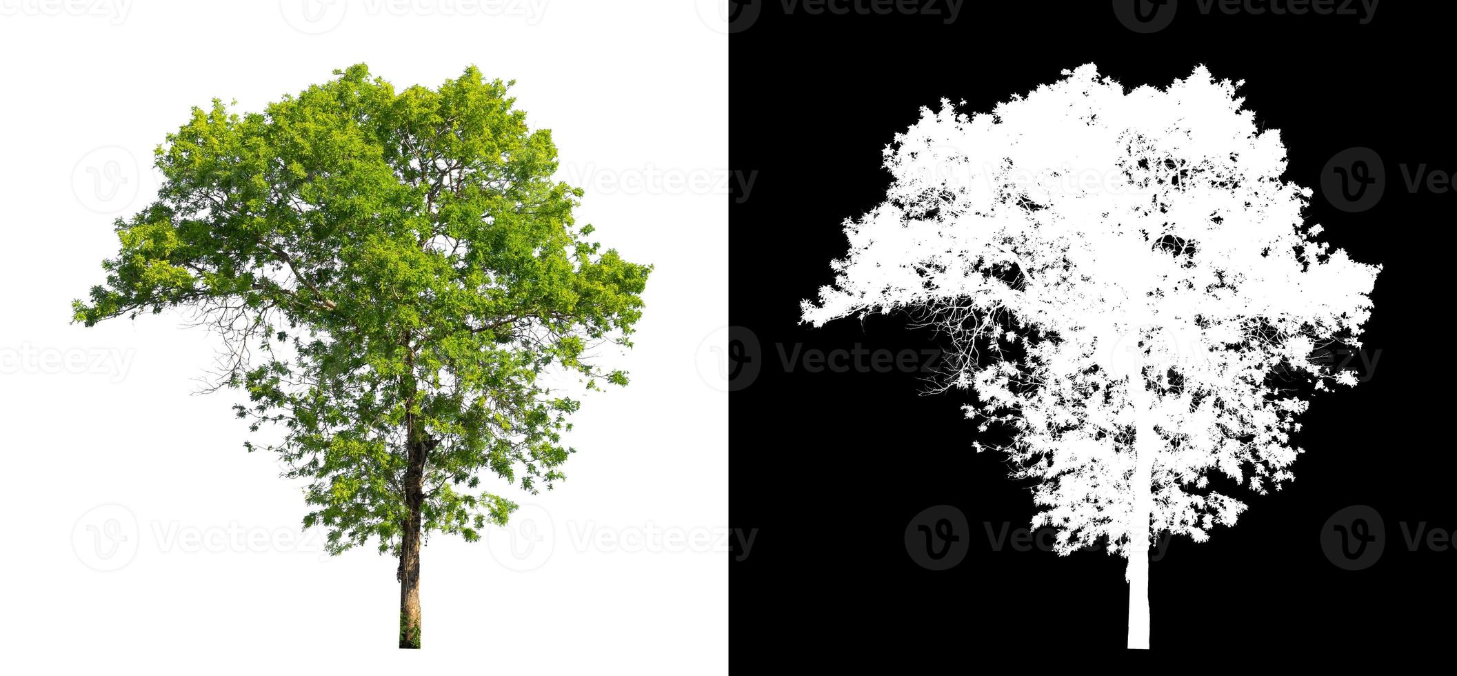 single tree with clipping path and alpha channel on black background photo