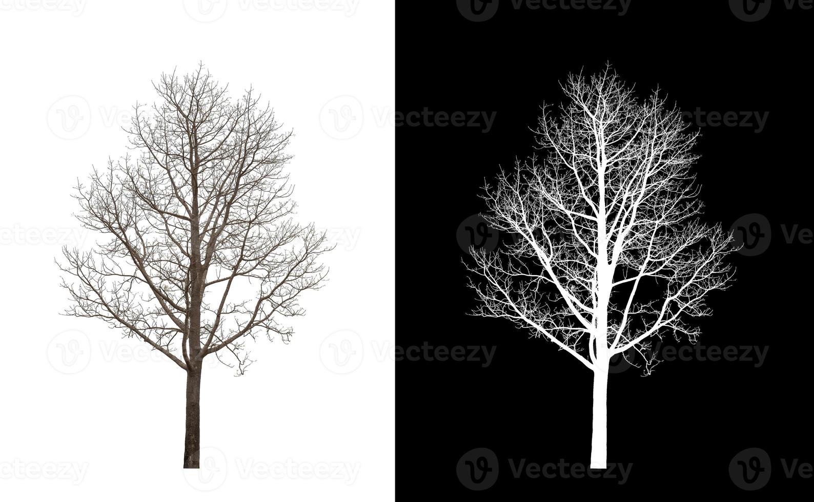 Dead Tree on transparent picture background with clipping path, single tree with clipping path and alpha channel on black background photo