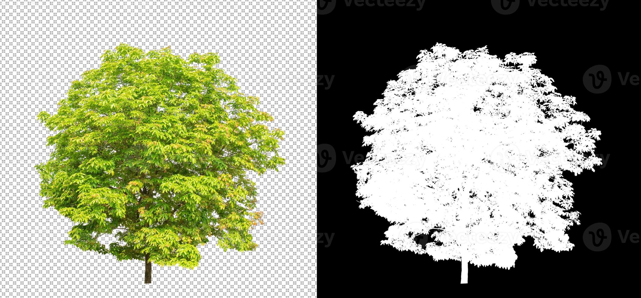 Tree on transparent picture background with clipping path, single tree with clipping path and alpha channel on black background photo