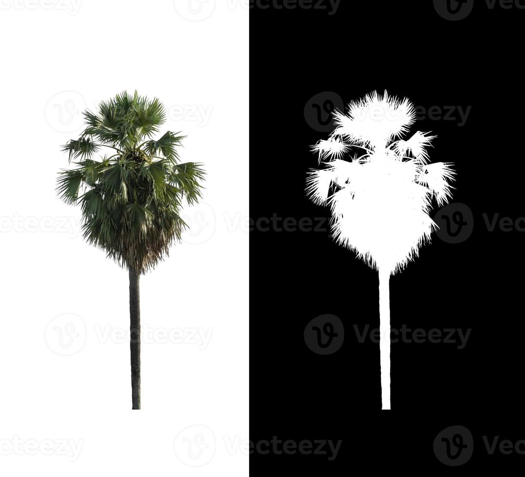 sugar palm isolated on a white background with clipping path and alpha channel photo