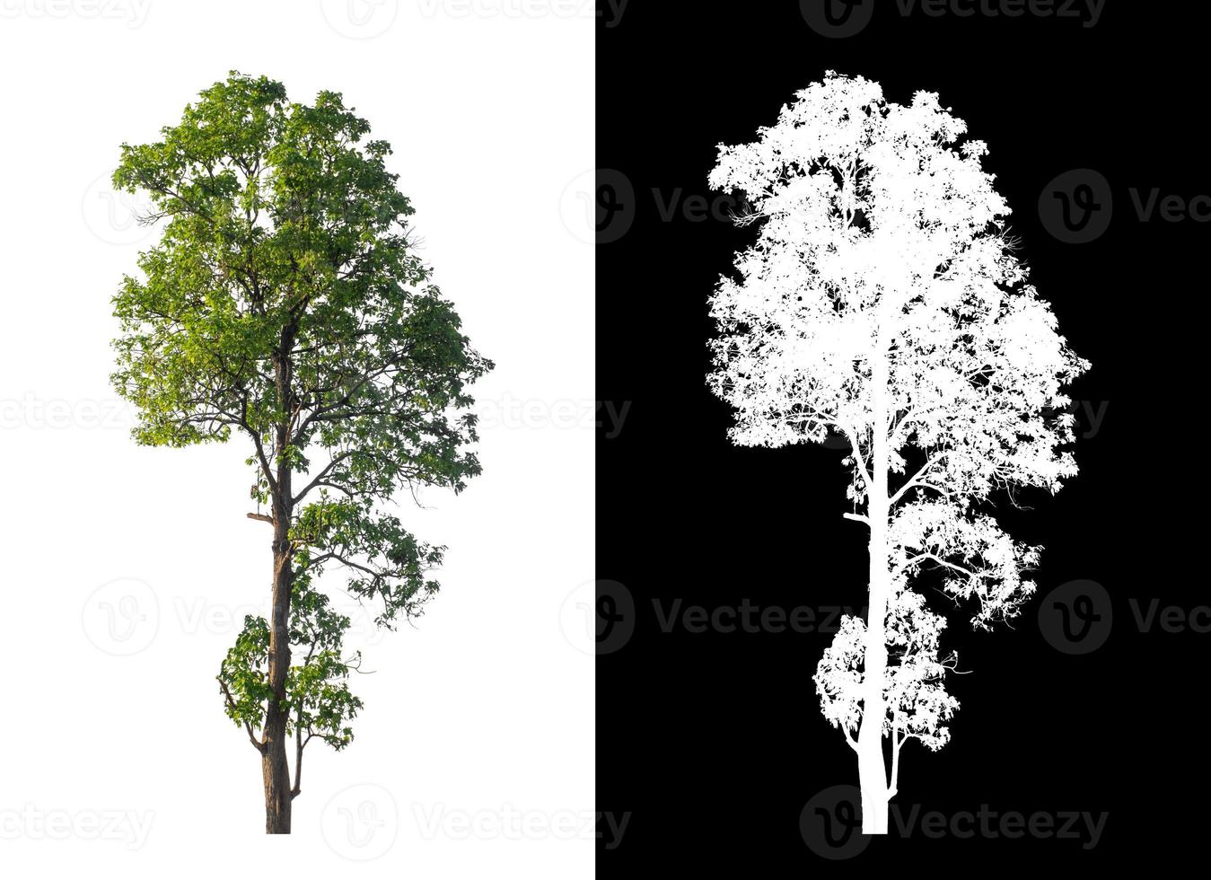 single tree with clipping path and alpha channel on black background photo