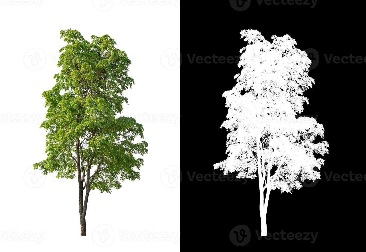 Tree isolated on a white background with clipping path and alpha channel photo