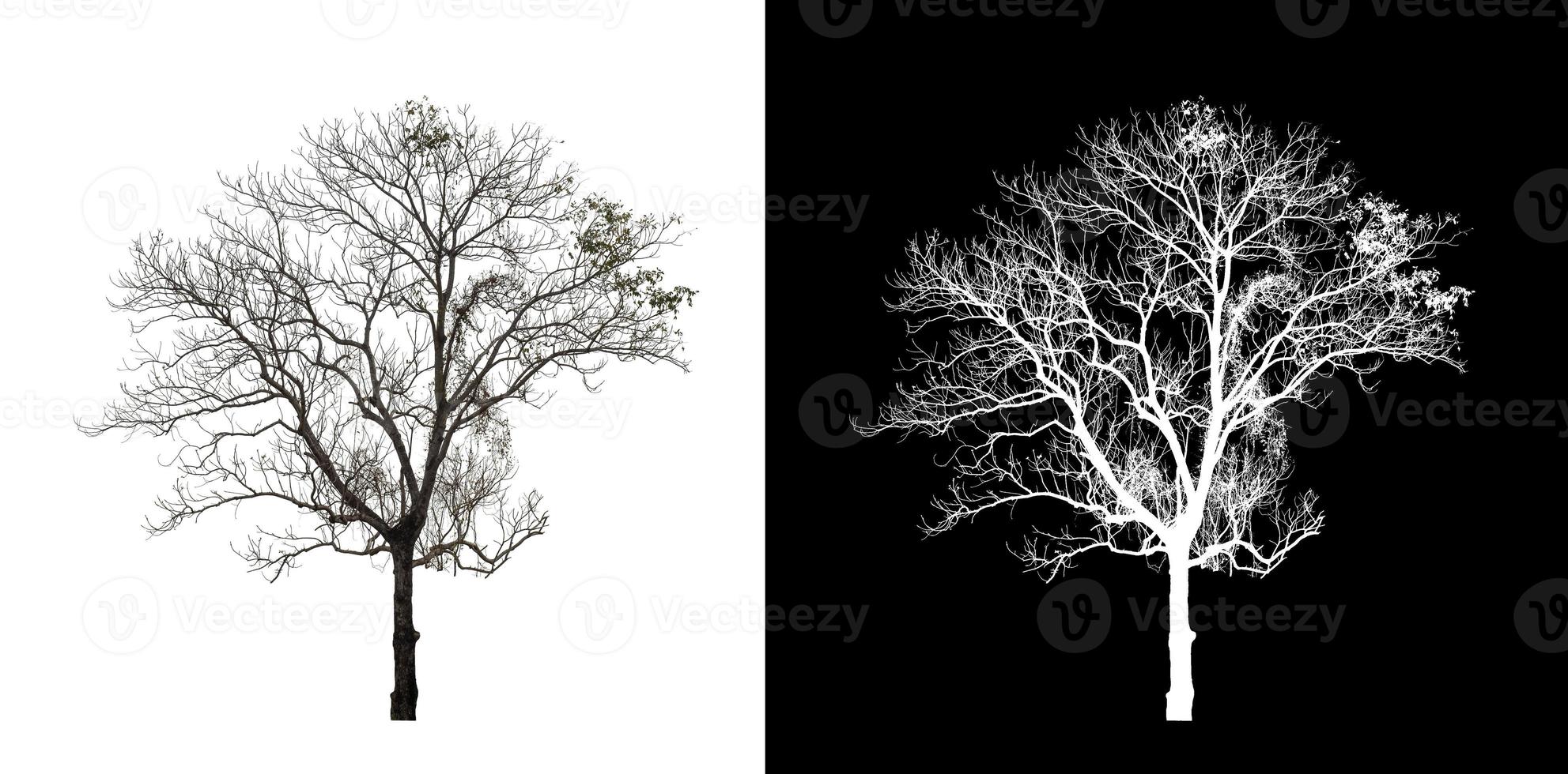 Dead Tree on transparent picture background with clipping path, single tree with clipping path and alpha channel on black background photo