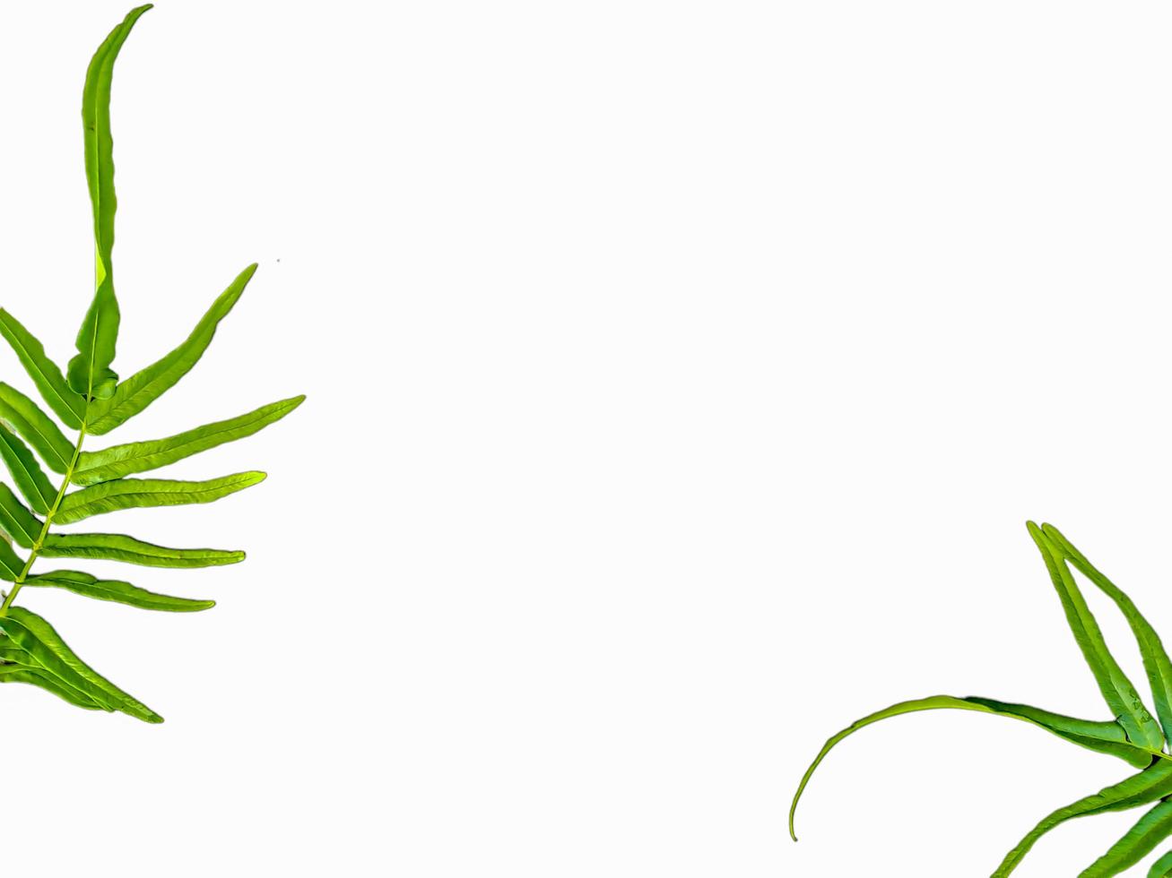 Grevillea robusta green, commonly known as southern silk oak, silk oak or silk oak, silver oak or Australian silver oak, is a flowering plant in the family Proteaceae, background isolated white photo