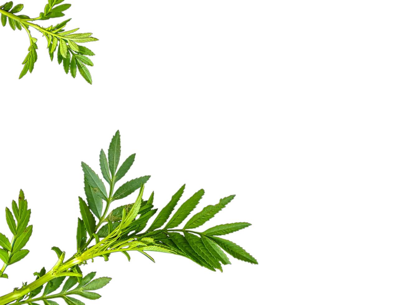 Grevillea robusta green, commonly known as southern silk oak, silk oak or silk oak, silver oak or Australian silver oak, is a flowering plant in the family Proteaceae, background isolated white photo