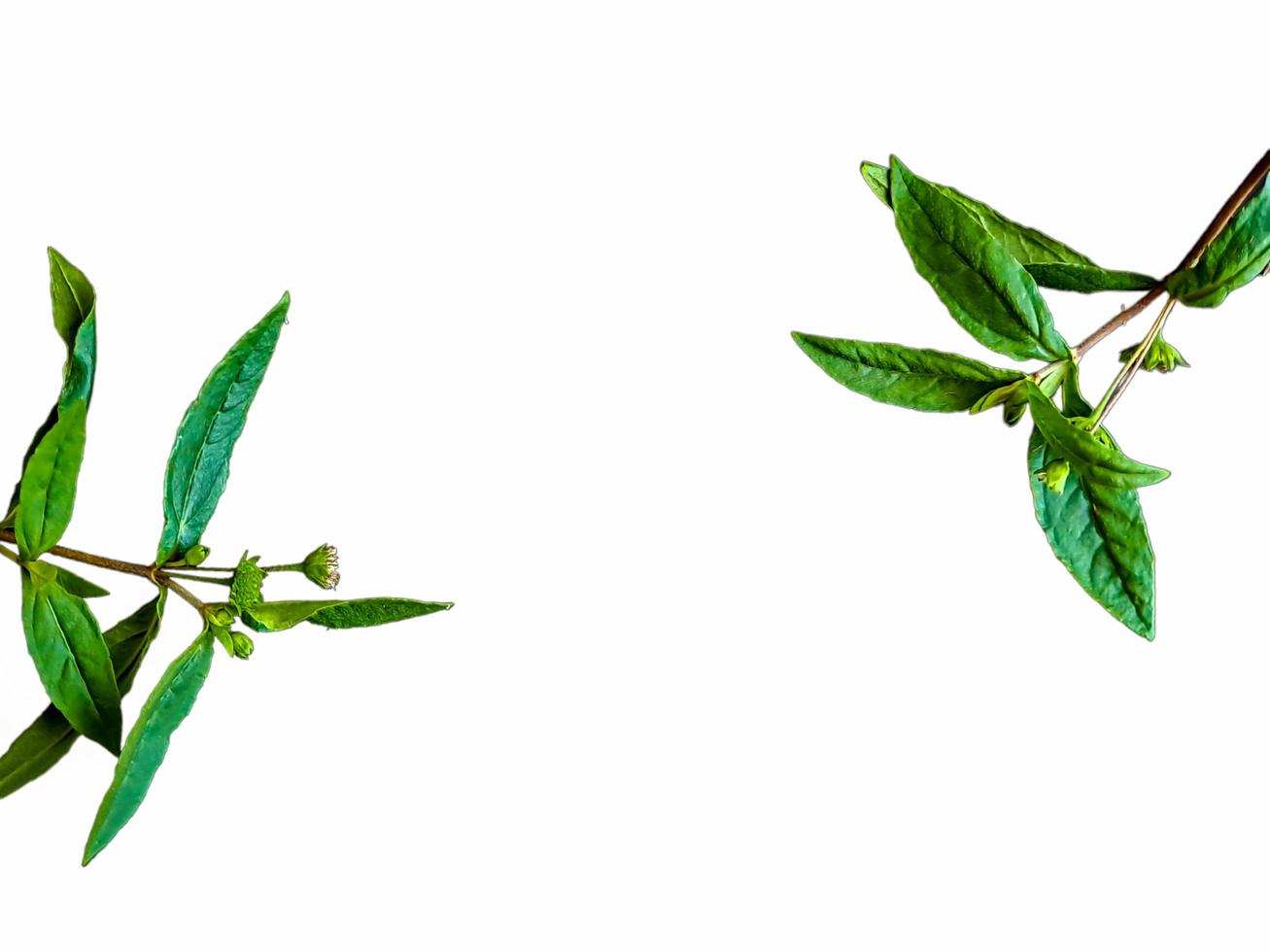 grevillea robusta verde, comúnmente conocida como roble de seda del sur, roble de seda o roble de seda, roble de plata o roble de plata australiano, es una planta con flores en la familia proteaceae, fondo blanco aislado foto