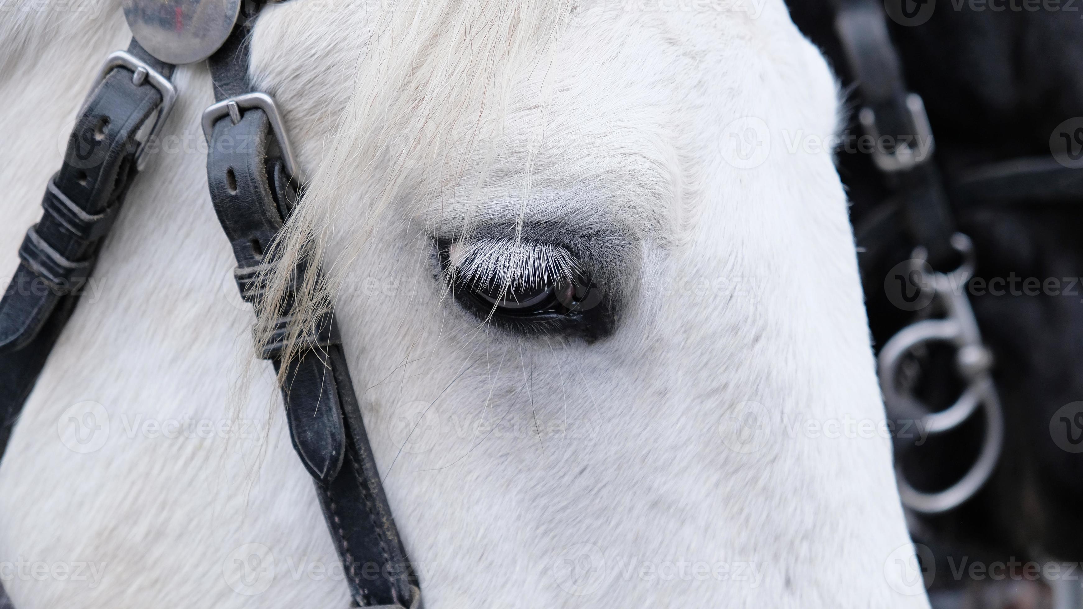 Closeup of horse's eye with white eyelashes. Portrait of a white horse