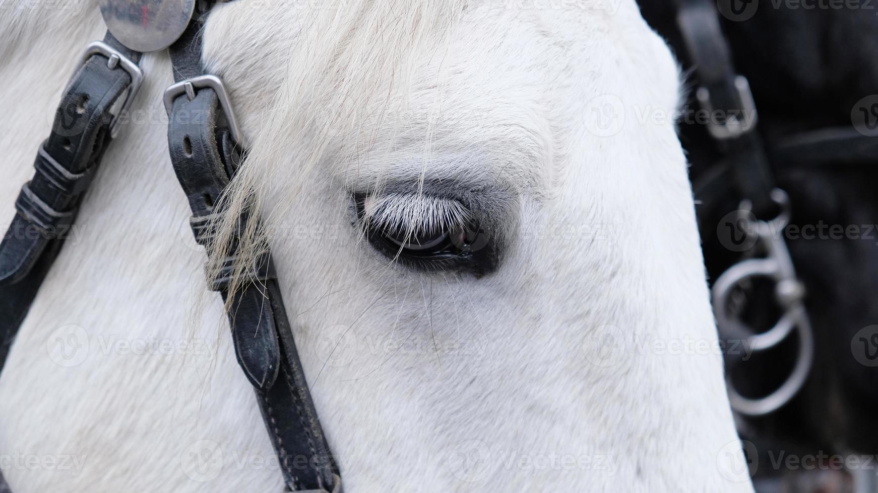Close-up of horse's eye with white eyelashes. Portrait of a white horse with a bridle on the muzzle, of equipment and harness worn on the horse's head for control. Livestock and Horse life. photo