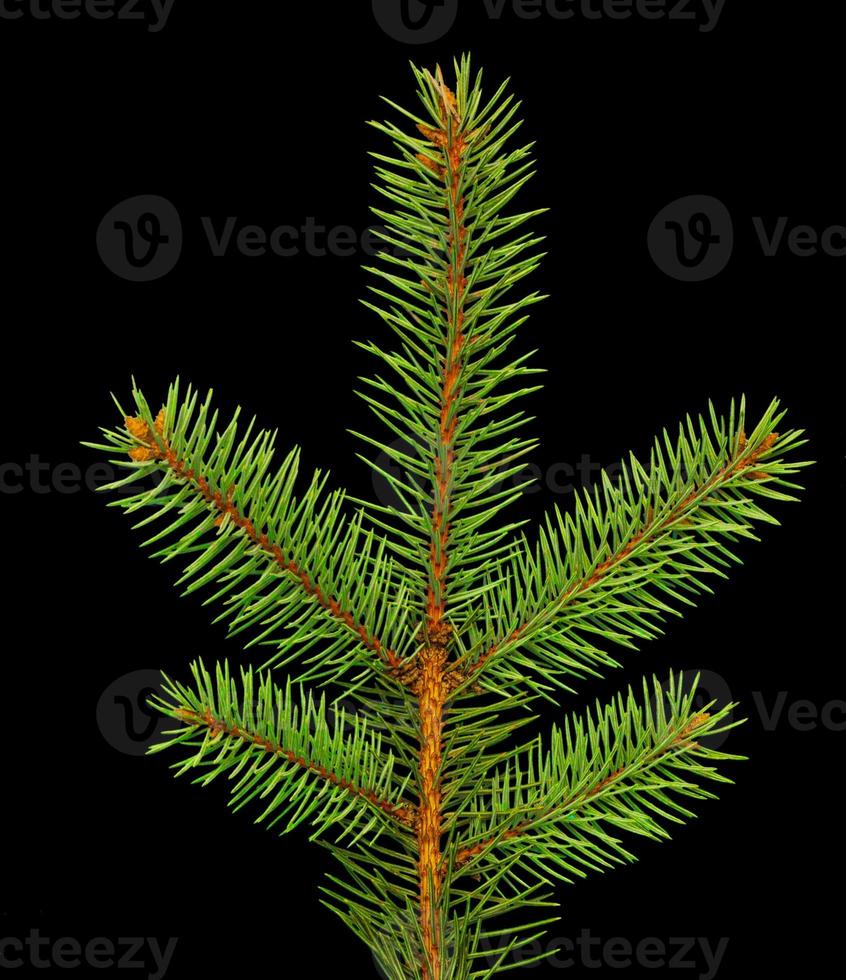 pine branch isolated on white, black background. Christmas tree. holiday concept Natural decor.  Beautiful natural background. photo