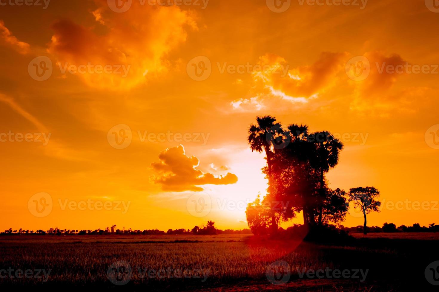 Beautiful sunset with palm trees and sky on fields. photo