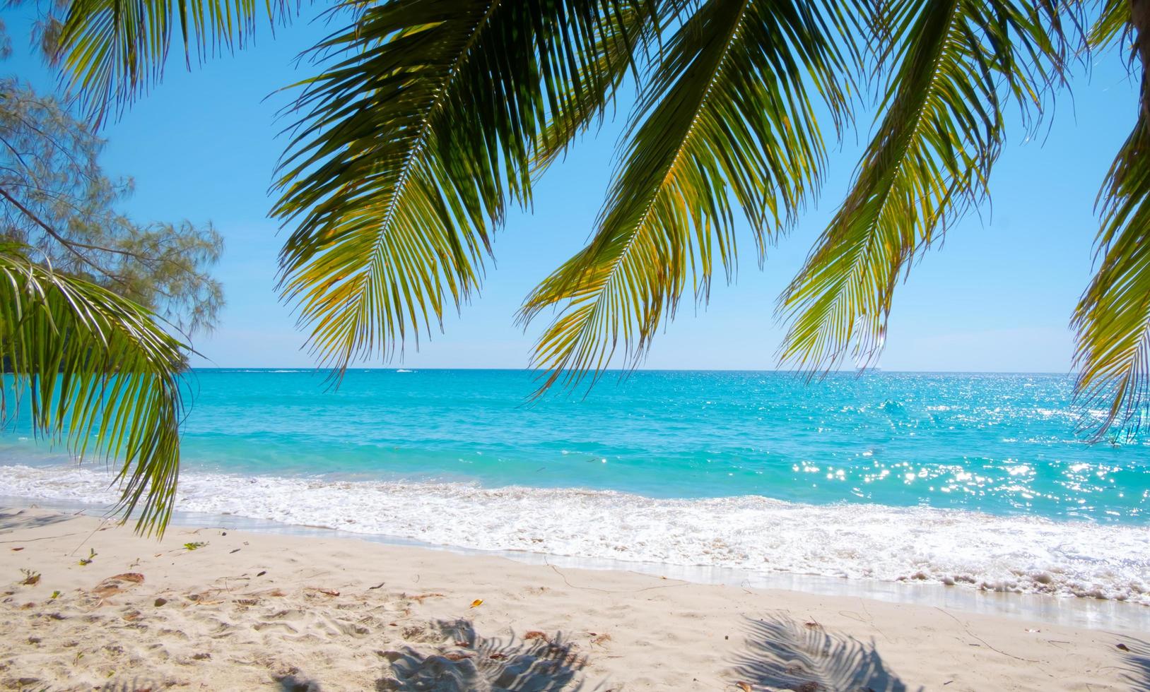 hojas de palma en el fondo de la playa del mar tropical en concepto de verano foto