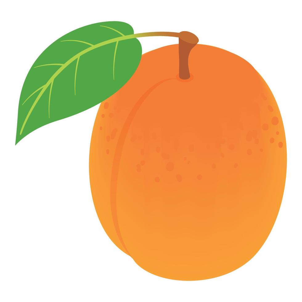 Whole apricot icon, isometric style vector