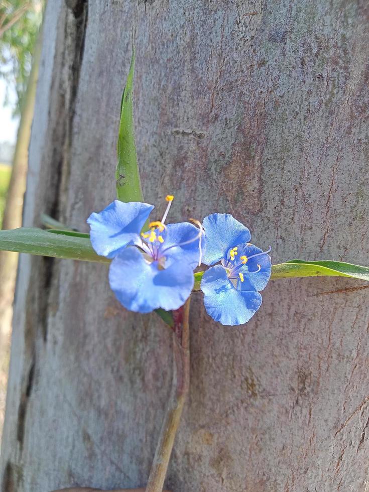 Birdbill dayflower, nice flower, beauty flowe, wallpaper, beauty nature photo