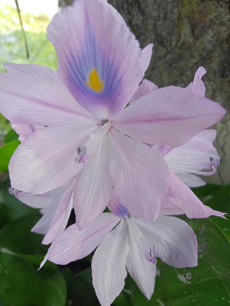 agua común, flor de belleza, papel pintado, naturaleza de belleza foto