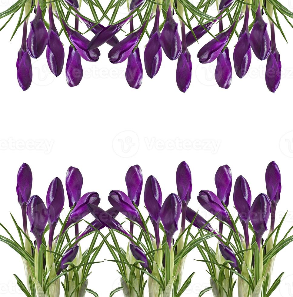 ramo de primavera de azafranes púrpura aislado sobre fondo blanco foto