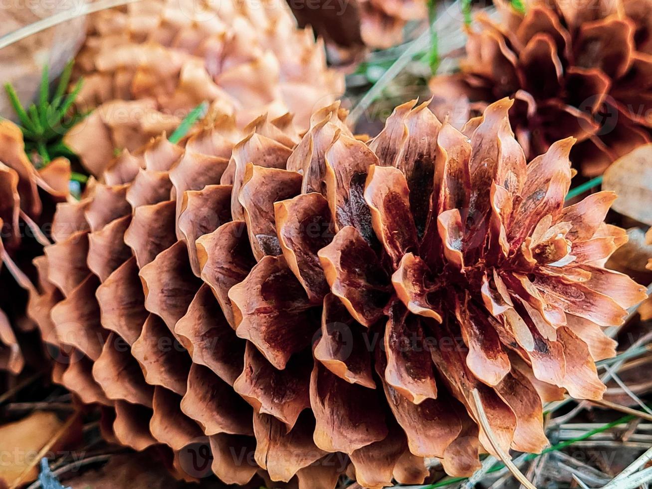 Fir cones close up. Pine cone on  ground in a coniferous forest. photo